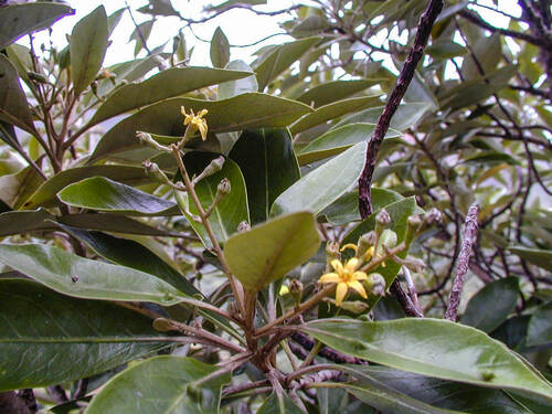 Corokia collenettei observed 2002-03-19