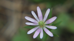 Anemoneae