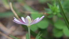 Anemoneae