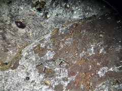 Grapsus tenuicrustatus