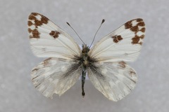 Pontia daplidice