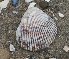 Clinocardium nuttallii