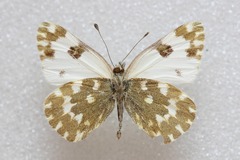 Pontia daplidice