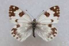 Pontia daplidice