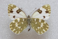 Pontia daplidice