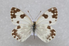 Pontia daplidice