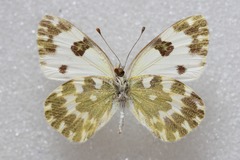 Pontia daplidice