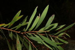 Hakea salicifolia
