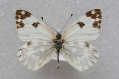 Pontia daplidice