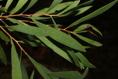 Hakea salicifolia