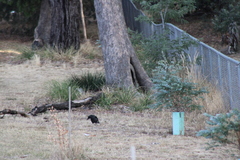 Strepera versicolor arguta