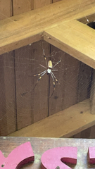 Trichonephila clavipes