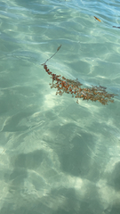 Sargassum fluitans