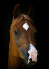 Equus caballus