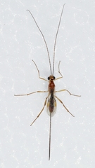 Macrocentrinae