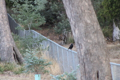 Strepera versicolor arguta