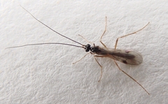Macrocentrinae