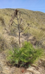 Pinus canariensis