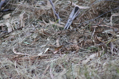 Heteronympha penelope