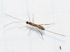 Macrocentrinae