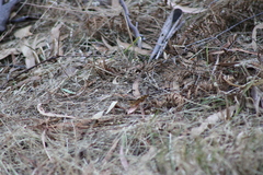 Heteronympha penelope