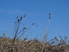 Papaver somniferum
