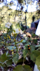 Cardamine cordifolia