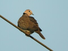 Streptopelia vinacea