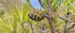 Pinus canariensis
