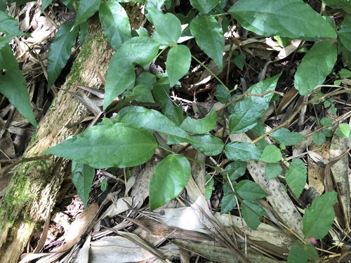 Hylodesmum laterale iNat (1)