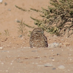 Athene cunicularia hypugaea