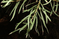 Acacia floribunda