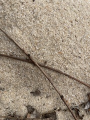 Forelius pruinosus