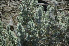 Mercurialis tomentosa
