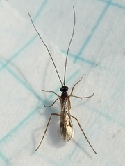 Macrocentrinae