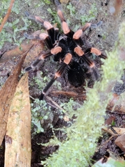 Megaphobema mesomelas