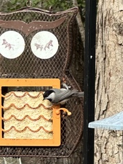 Poecile carolinensis