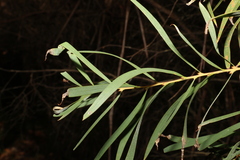 Acacia floribunda