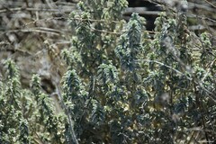 Mercurialis tomentosa