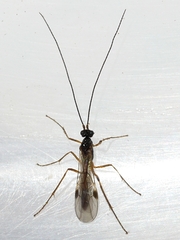 Macrocentrinae