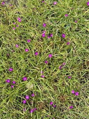 Calandrinia menziesii