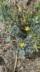 Eschscholzia minutiflora