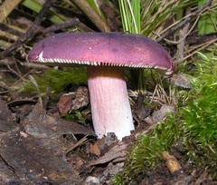 Russula lenkunya