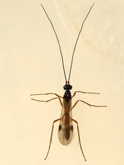 Macrocentrinae