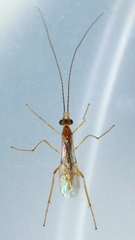 Macrocentrinae