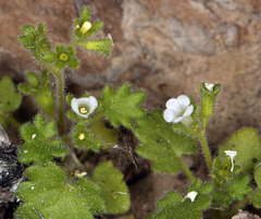 Phacelia rotundifolia