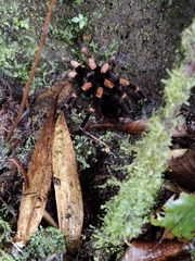 Megaphobema mesomelas