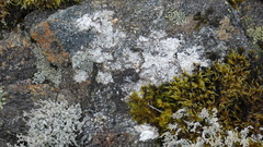 Lecanora rupicola