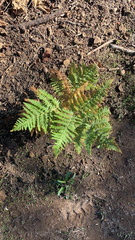 Pteridium aquilinum