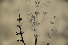 Teucrium spinosum